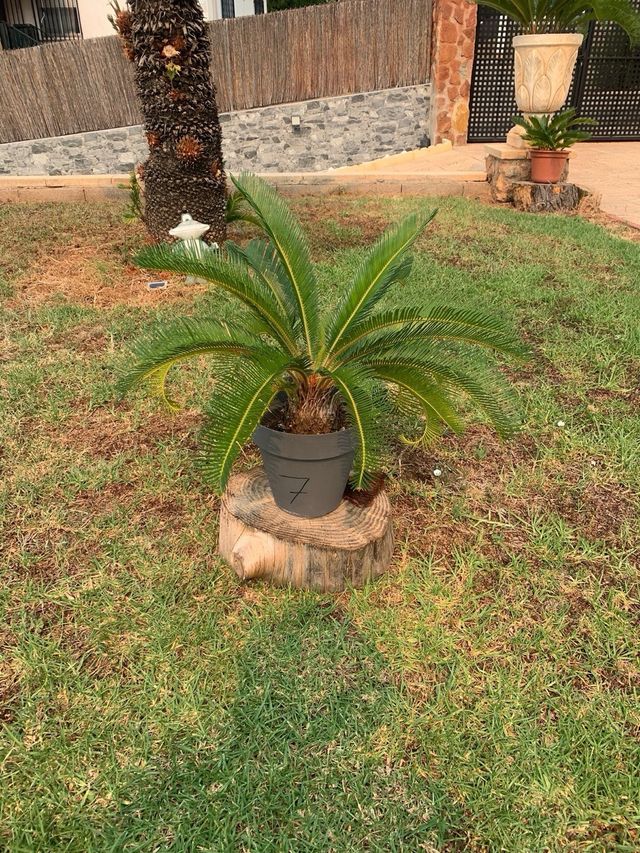 Cyca - Planta en maceta