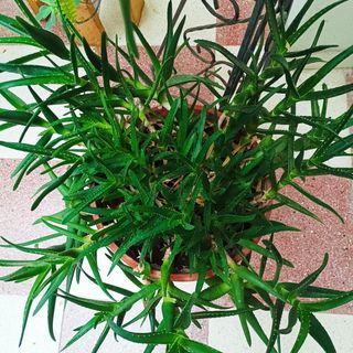 Aloe