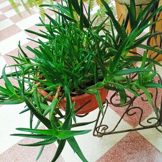 Aloe