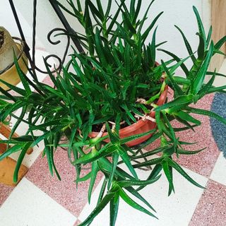 Aloe