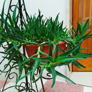 Aloe