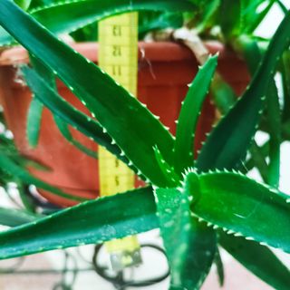 Aloe