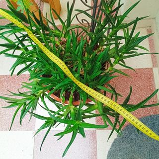 Aloe