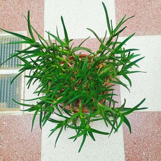 Aloe