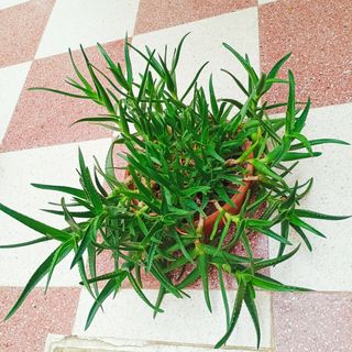 Aloe
