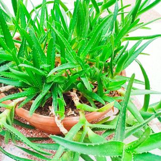 Aloe
