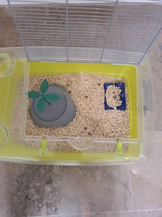 Jaula roedores/tortugas - Verde