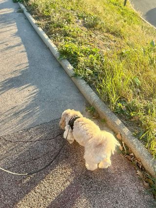 Paseadora de perros - Málaga
