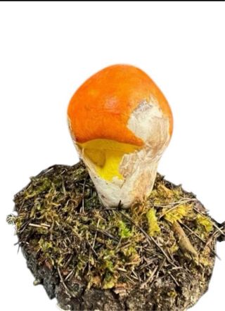 Figura Seta Amanita Caesarea
