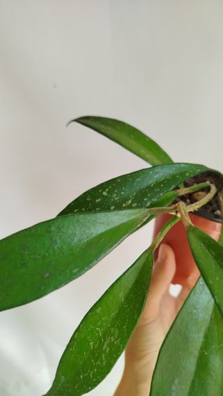 Hoya Pubicalyx Splash - Planta