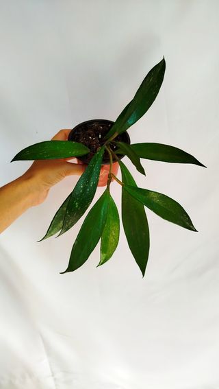 Hoya Pubicalyx Splash - Planta