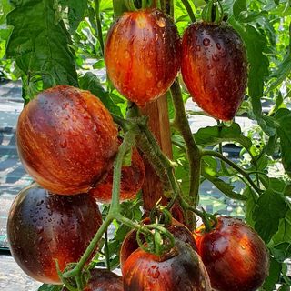Semillas de tomate "Gargamel"(10 unidades)