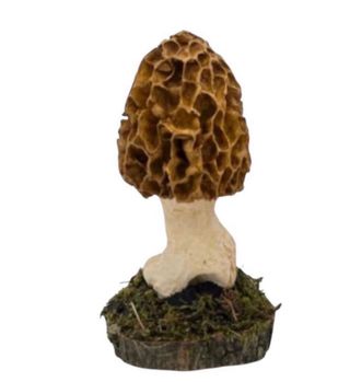 Figura Morchella: Setas realistas