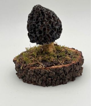Figura Colmenilla Morchella