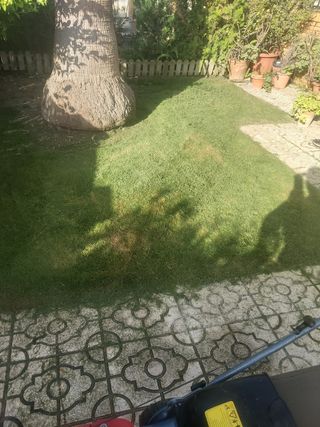 Jardinero  y trabajos de pintura