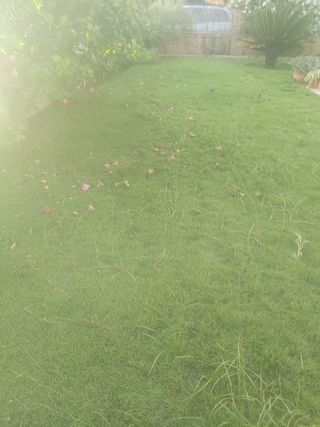 Jardinero  y trabajos de pintura