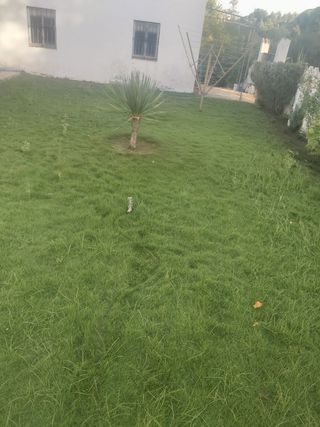 Jardinero  y trabajos de pintura