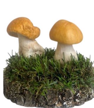 Figura de setas Calocybe gambosa