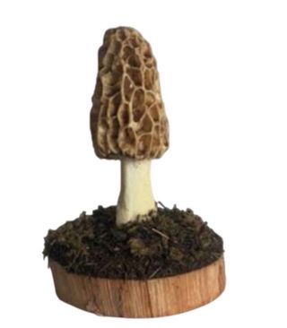 Figura seta Morchella