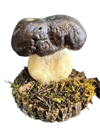 Figura de setas Boletus Aereus