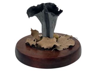 Figura Setas Trompeta de los muertos