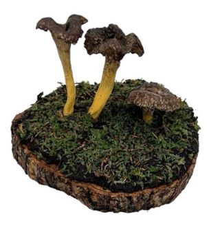 Figura Setas Angula Monte