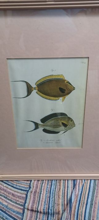 9 Cuadros peces vintage