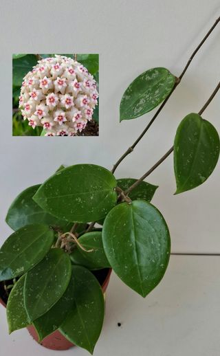 Hoya verticillata heart shape