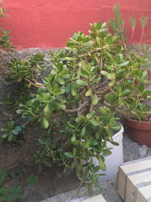 Arbol de jade
