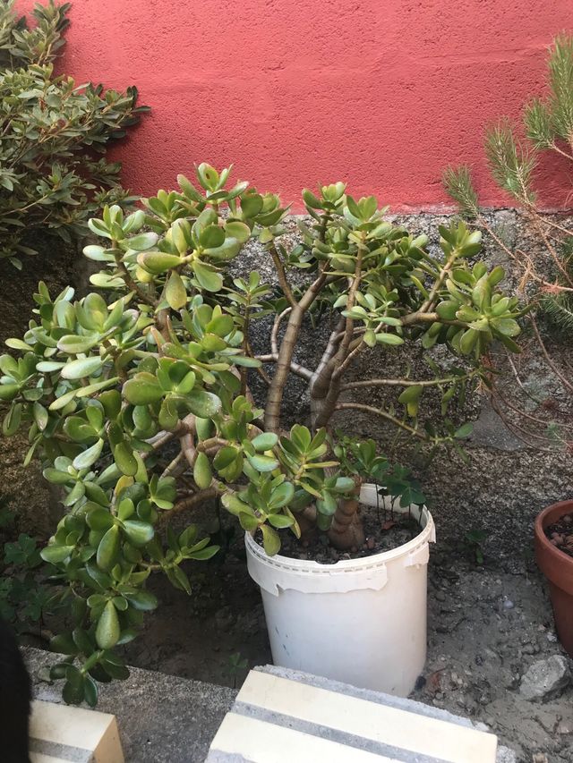 Arbol de jade