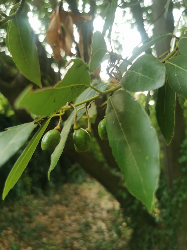 50 Semi Laurus Nobilis ALLORO 