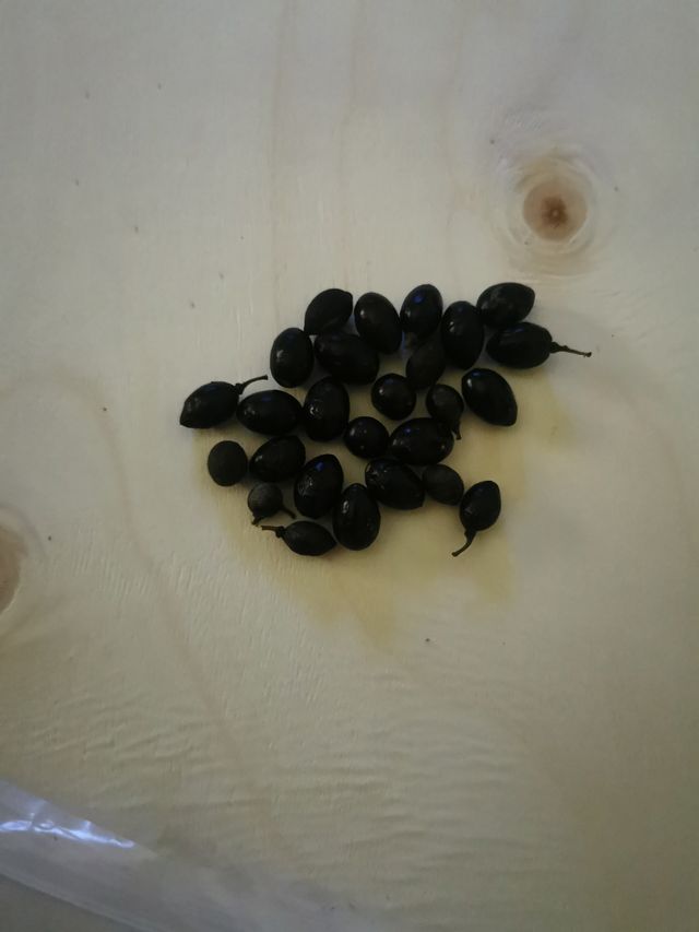 50 Semi Laurus Nobilis ALLORO 