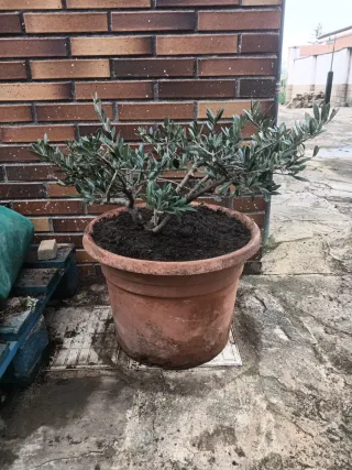 Bonsai-Olivo bonsai de 19 años en maceta