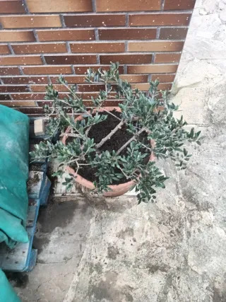 Bonsai-Olivo bonsai de 19 años en maceta