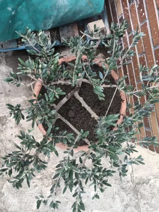 Bonsai-Olivo bonsai de 19 años en maceta