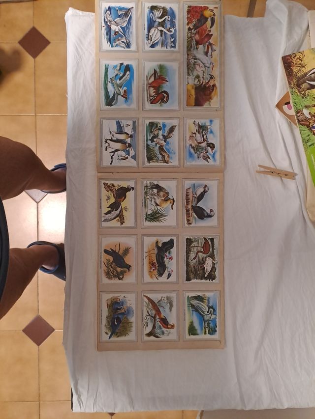 Album Life and Color Scrimmer