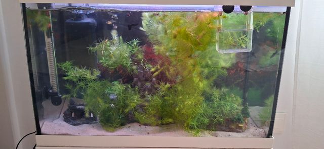Plantas acuario para guppys