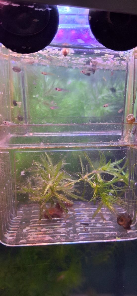 Plantas acuario para guppys