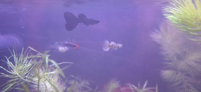 Plantas acuario para guppys