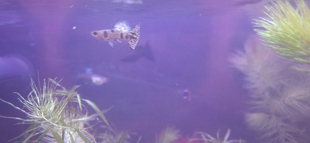 Plantas acuario para guppys