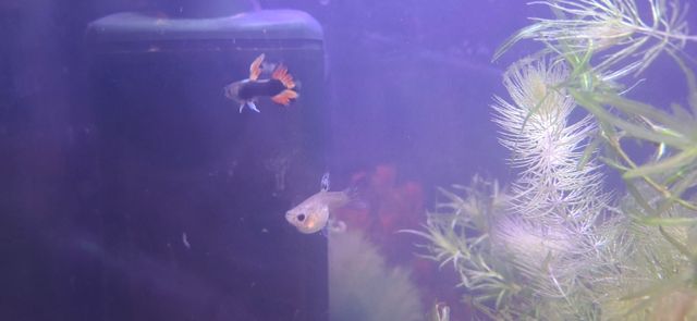 Plantas acuario para guppys