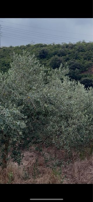 600 Olivos - 6€/unidad 5 a 25 años.