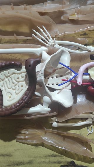Modello anatomico corpo umano rba quasi completo