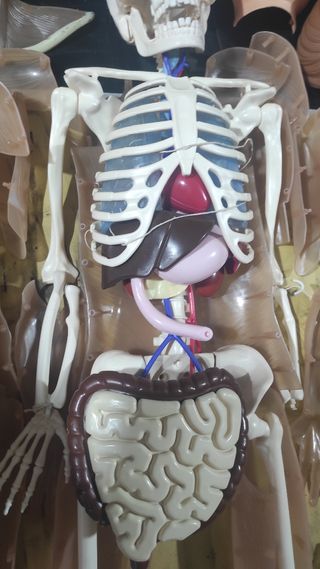 Modello anatomico corpo umano rba quasi completo