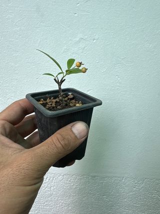 Plantón Pyracantha naranja