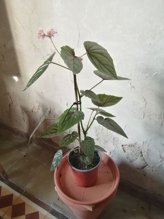 Planta Begonia plateada