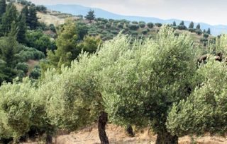 Olivos