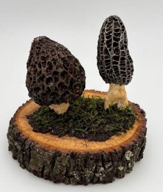 figura Morchellas Deliciosa - Decoración