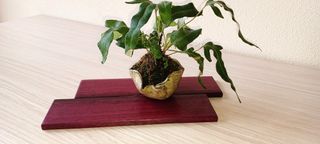 Jita Laja madera exposición bonsai planta acento