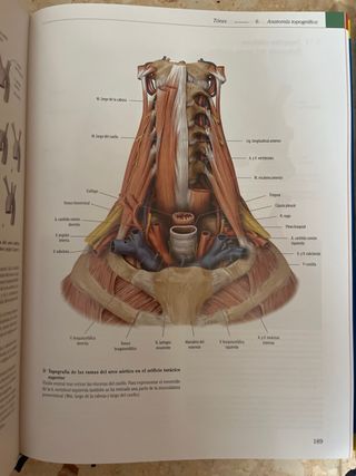 PAC-Prometheus y Ribes: Atlas de Anatomía e Ing...